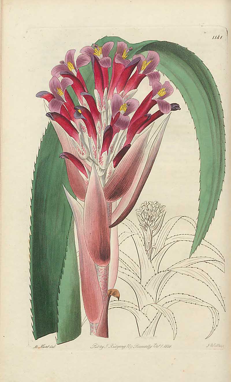 Bare-stemmed Aechmea Victorian Botanical Print from Edwards Botanical Register