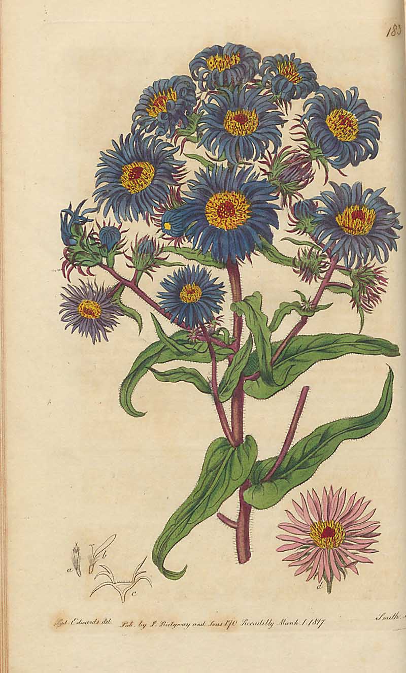  Aster (New England Star wort) Victorain Botanical print from Edwards Botanical Register