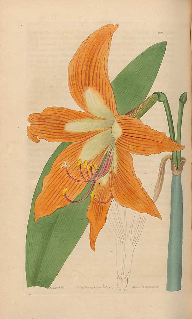 Striped-tubed Amaryllis Edwards Botanical Magazine