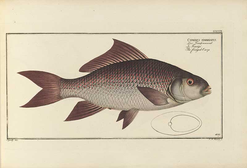 Vintage Marcus Bloch natural history fish print of Fringed-lipped Peninsula Carp, a detailed illustrated plate from a classic ichthyology work