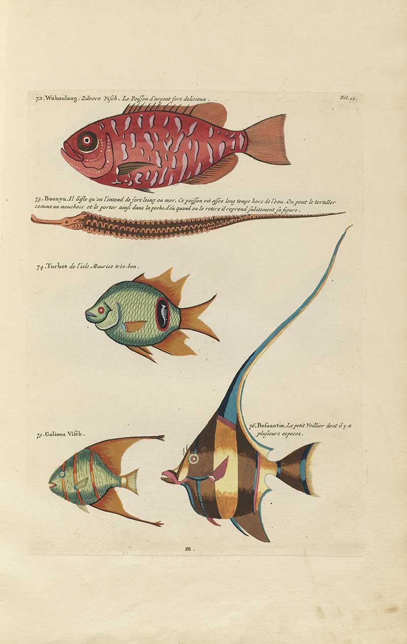 Red scaled fish, ribbonlike fish, small tropical fish, and a long-tailed angelfish on a Louis Renard rainbow fish antique sea life illustration vintage natural history print
