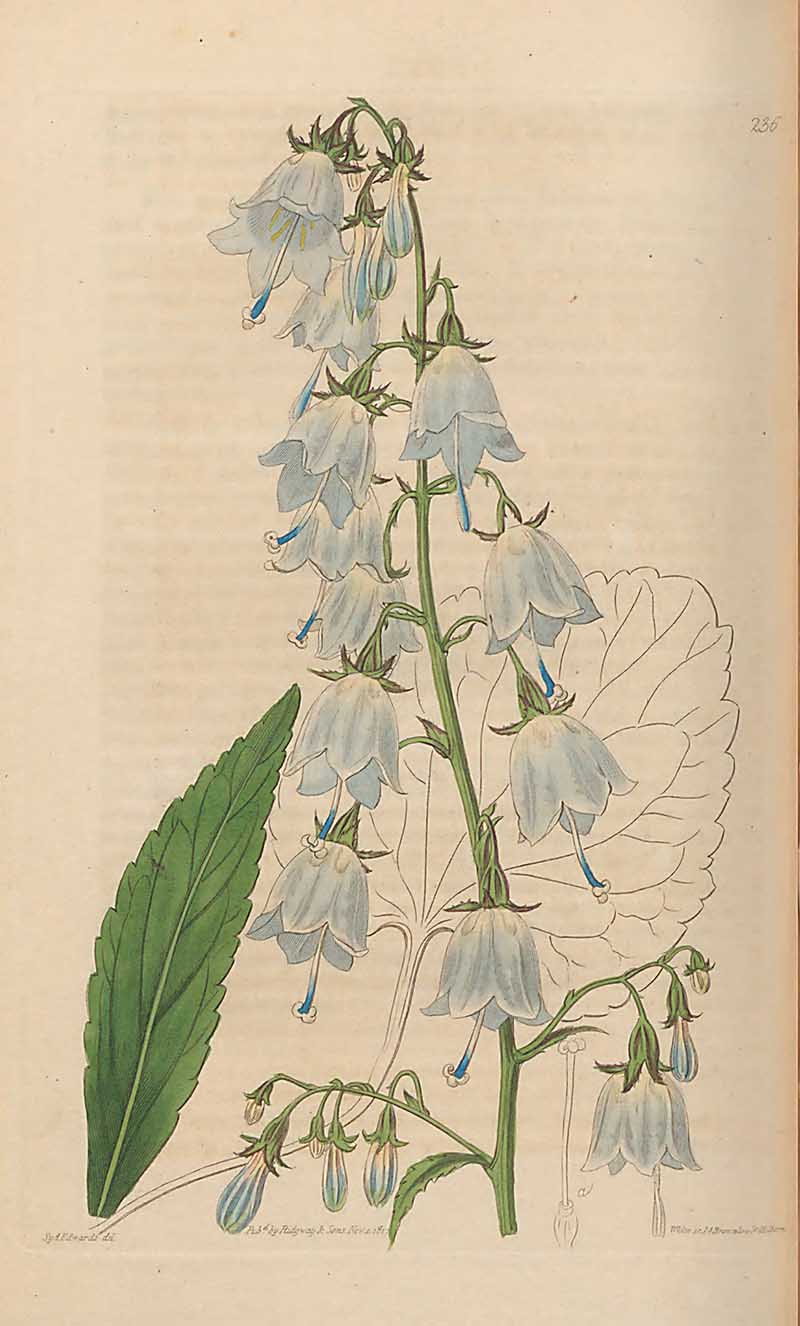  Lily-leaved bellflower edwards Botanical register