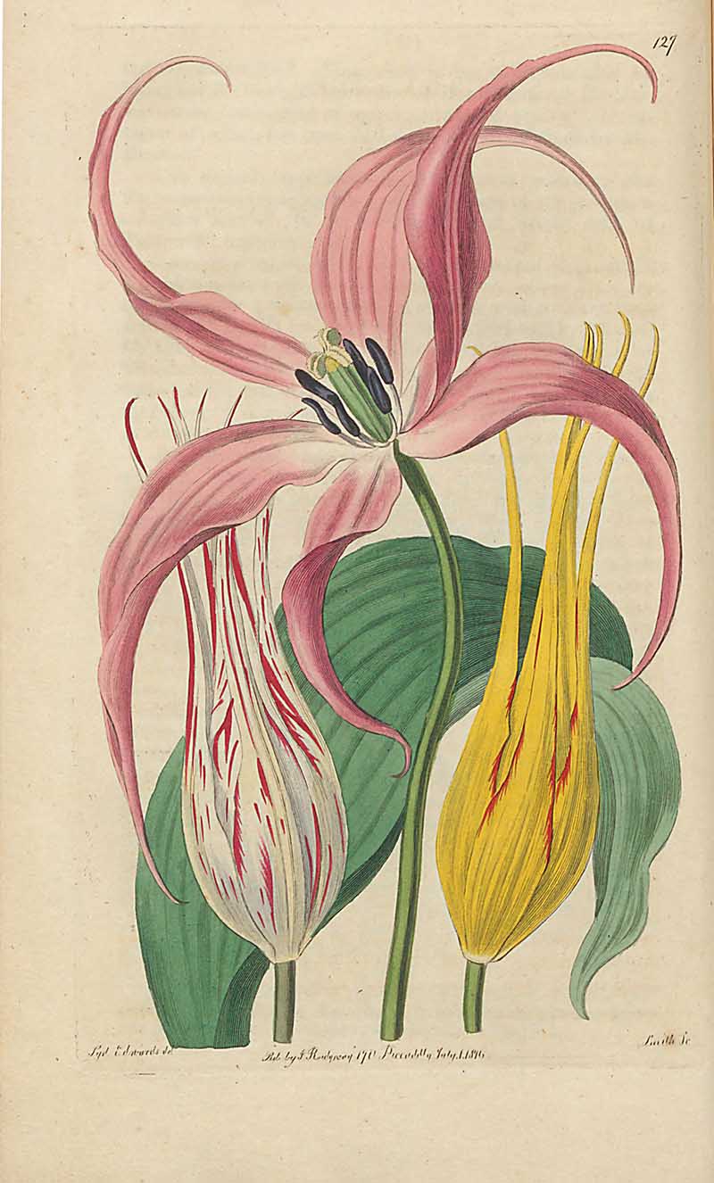 Horned Tulip  edwards Botanical Register