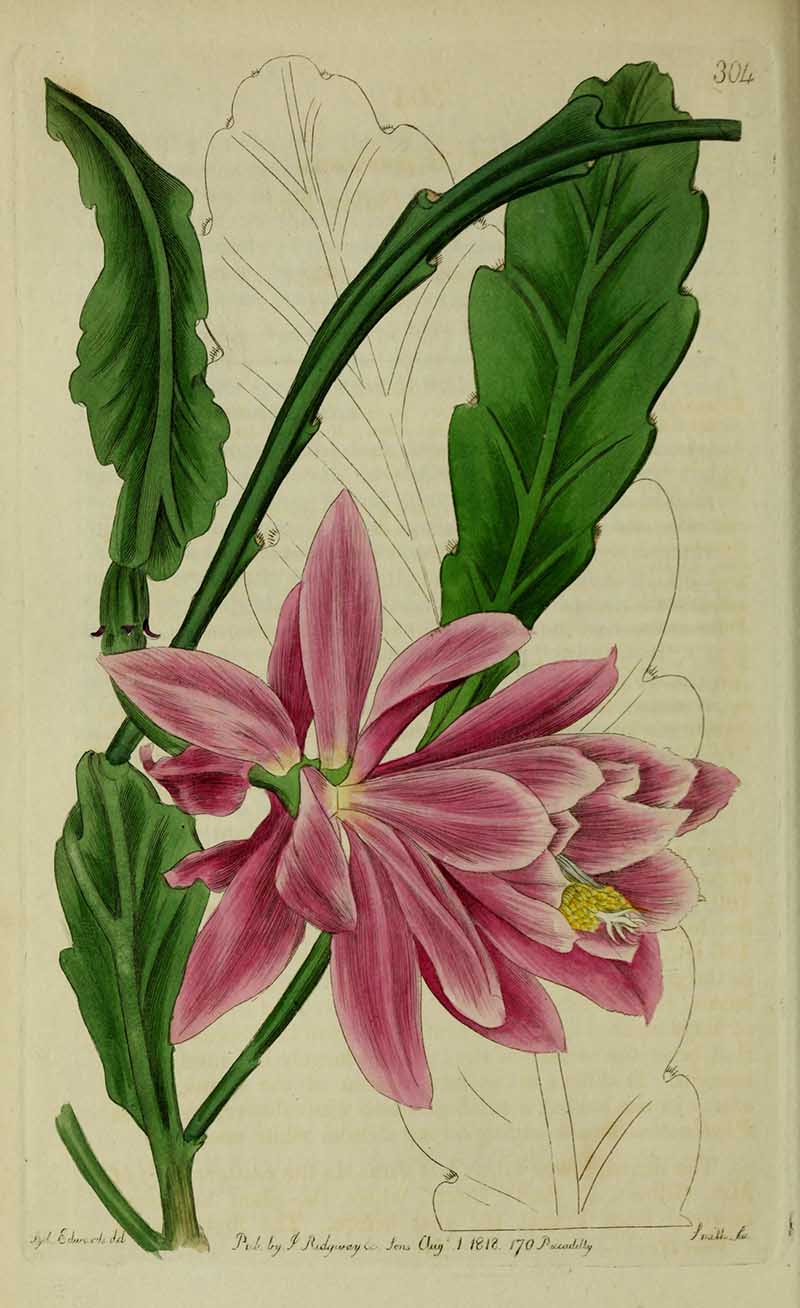 Red Orchid Cactus victorian flower print from Edwards Botanical Register