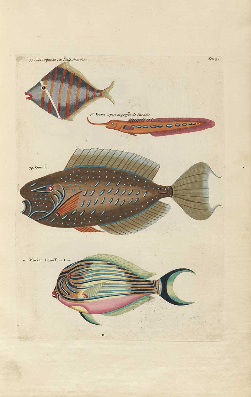Diamond-shaped striped fish, eel-like fish, large brown spotted fish, and multicolored fish on a Louis Renard rainbow fish antique sea life illustration vintage natural history print