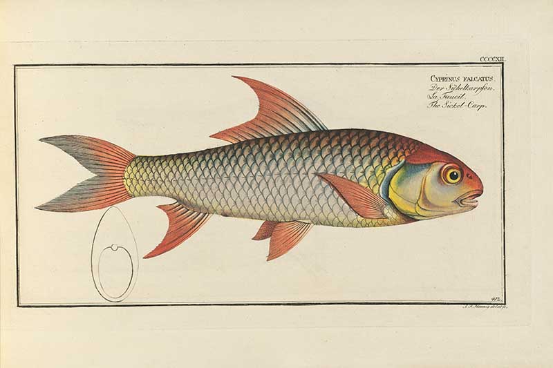 Vintage Marcus Bloch natural history fish print of Sickle Carp, a detailed illustrated plate from a classic ichthyology work