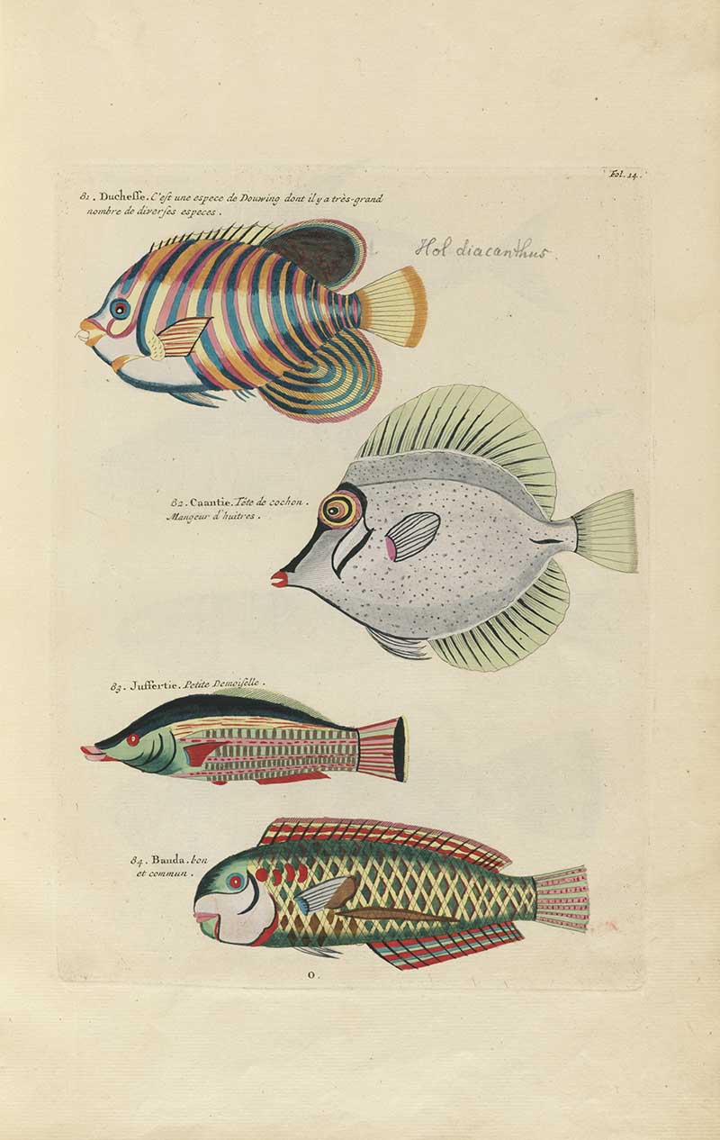 Brightly striped angelfish and patterned tropical fish in blue, red, green, and yellow on a Louis Renard rainbow fish antique sea life illustration vintage natural history print