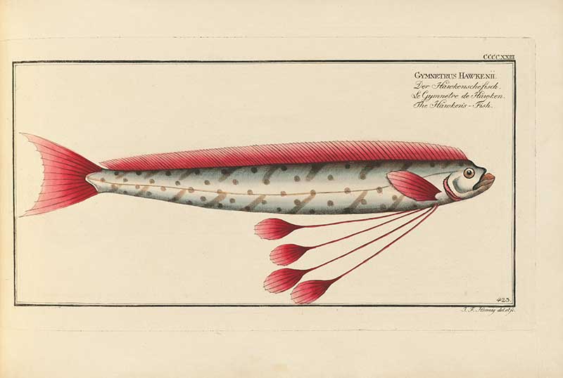 Vintage Marcus Bloch natural history fish print of Red Oarfish, a detailed illustrated plate from a classic ichthyology work