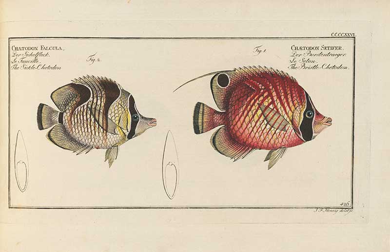Vintage Marcus Bloch natural history fish print of 2 Butterfly Fish, a detailed illustrated plate from a classic ichthyology work