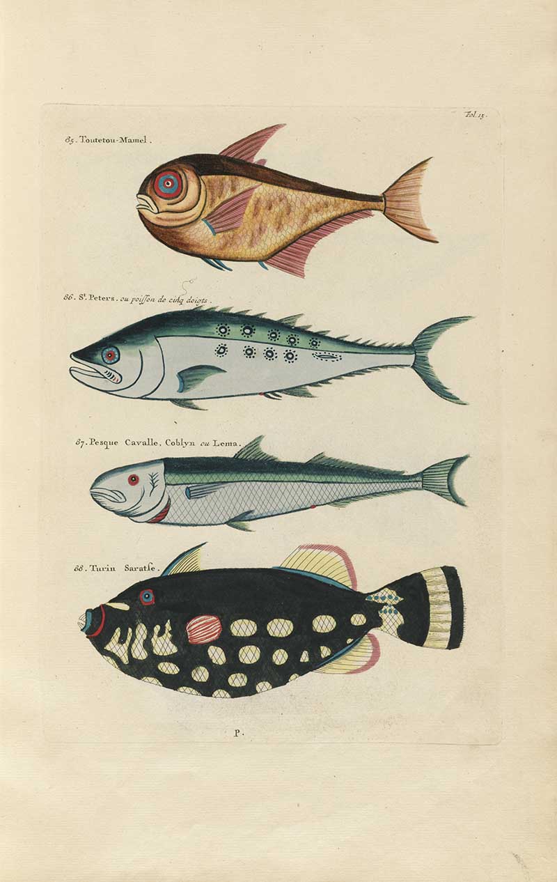 Four fish including silver blue, black spotted, and gold and pink species on a Louis Renard rainbow fish antique sea life illustration vintage natural history print