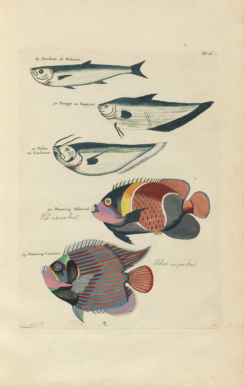 Flying fish and two vivid butterflyfish with red, blue, yellow, and black markings on a Louis Renard rainbow fish antique sea life illustration vintage natural history print