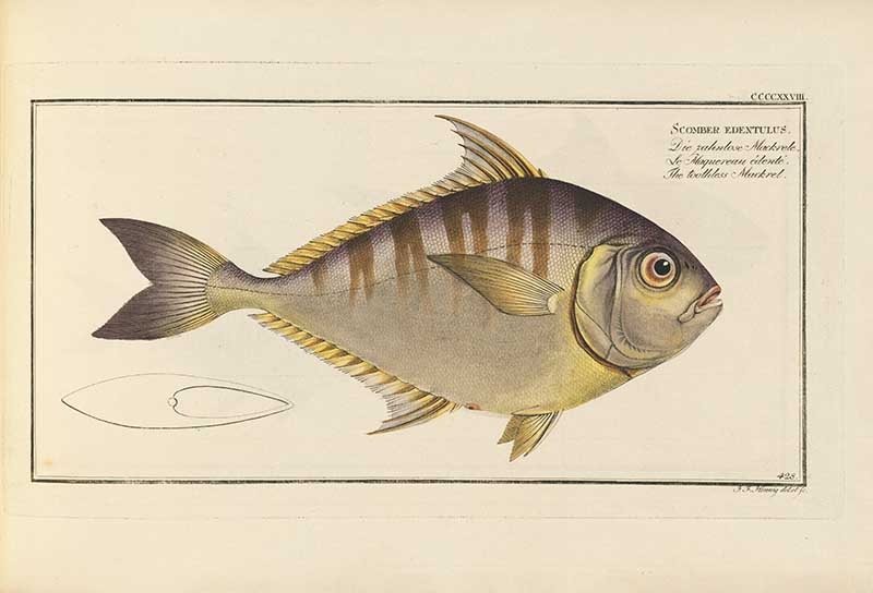 Vintage Marcus Bloch natural history fish print of Toothless Mackeral, a detailed illustrated plate from a classic ichthyology work