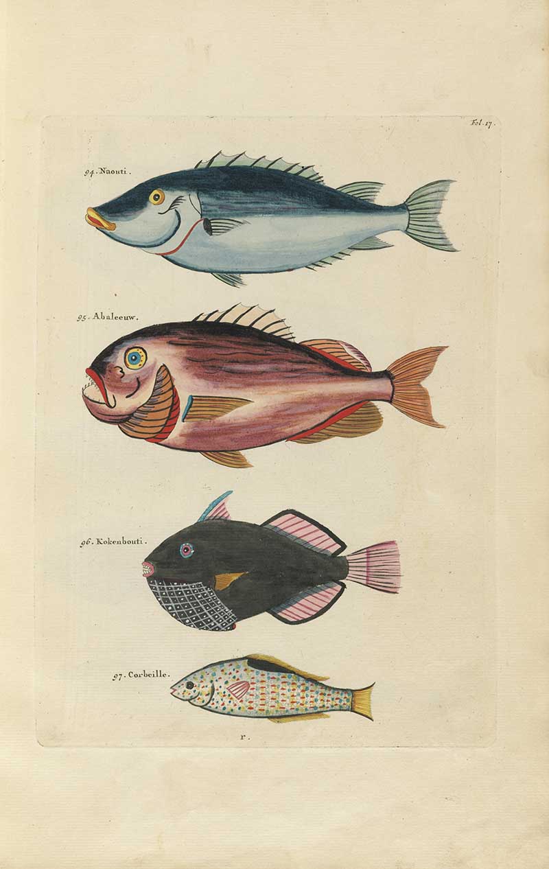 Four fish including blue gray, pink, black, and speckled tropical species on a Louis Renard rainbow fish antique sea life illustration vintage natural history print