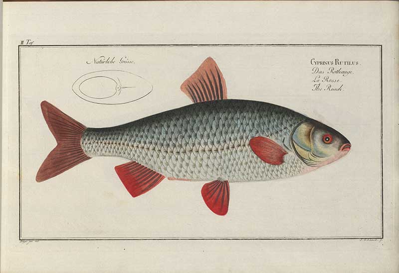 Vintage Marcus Bloch natural history fish print of Roach, a detailed illustrated plate from a classic ichthyology work