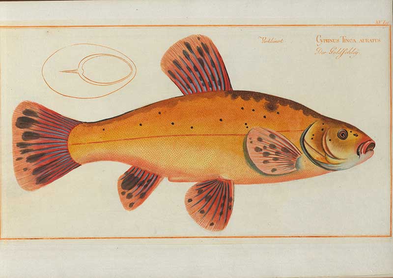 Vintage Marcus Bloch natural history fish print of Golden Tench, a detailed illustrated plate from a classic ichthyology work