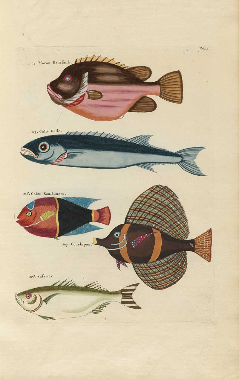 Five tropical fish with pink, blue, orange, black, and lattice-patterned fins on a Louis Renard rainbow fish antique sea life illustration vintage natural history print
