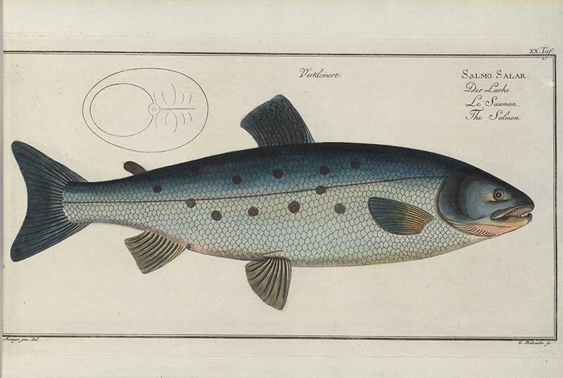 Vintage Marcus Bloch natural history fish print of Atlantic Salmon, a detailed illustrated plate from a classic ichthyology work