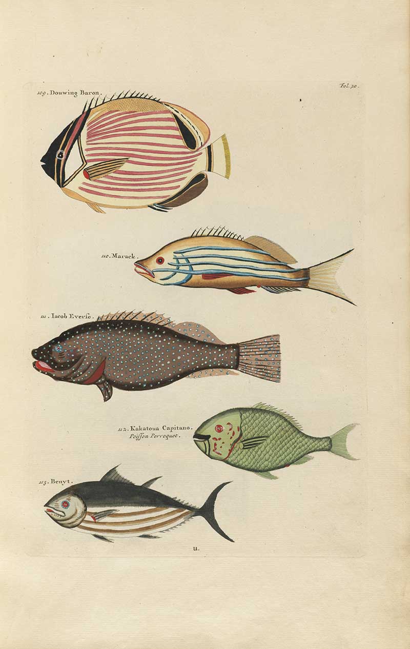 Five fish including striped, speckled, green, and silver species on a Louis Renard rainbow fish antique sea life illustration vintage natural history print