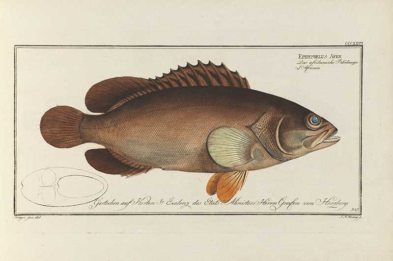 Vintage Marcus Bloch natural history fish print of Dusky Perch, a detailed illustrated plate from a classic ichthyology work