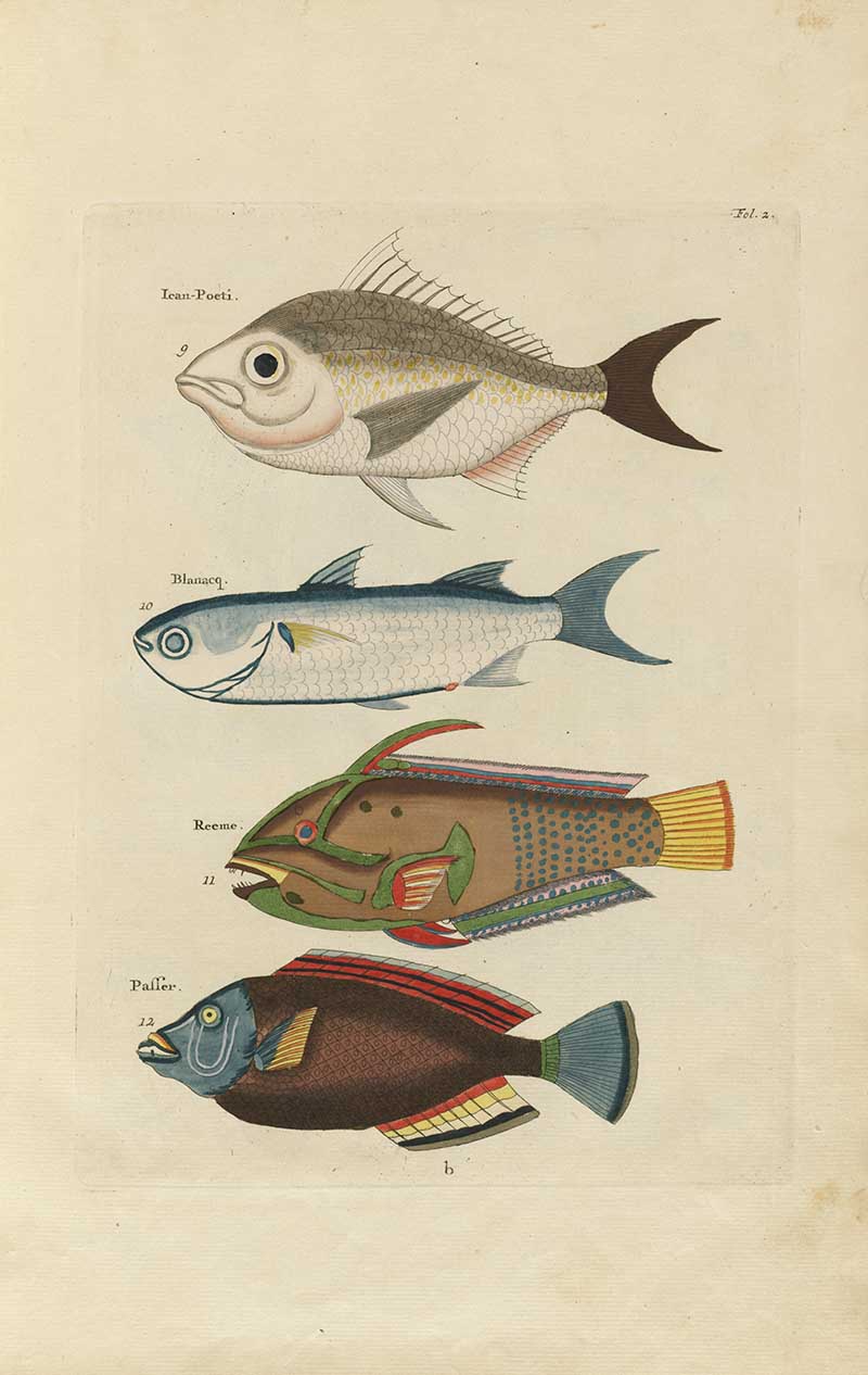 Four colorful fish including silver, green, and dark patterned species on a Louis Renard rainbow fish antique sea life illustration vintage natural history print
