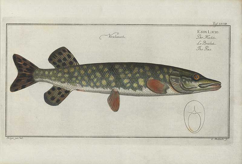 Vintage Marcus Bloch natural history fish print of Northern Pike, a detailed illustrated plate from a classic ichthyology work