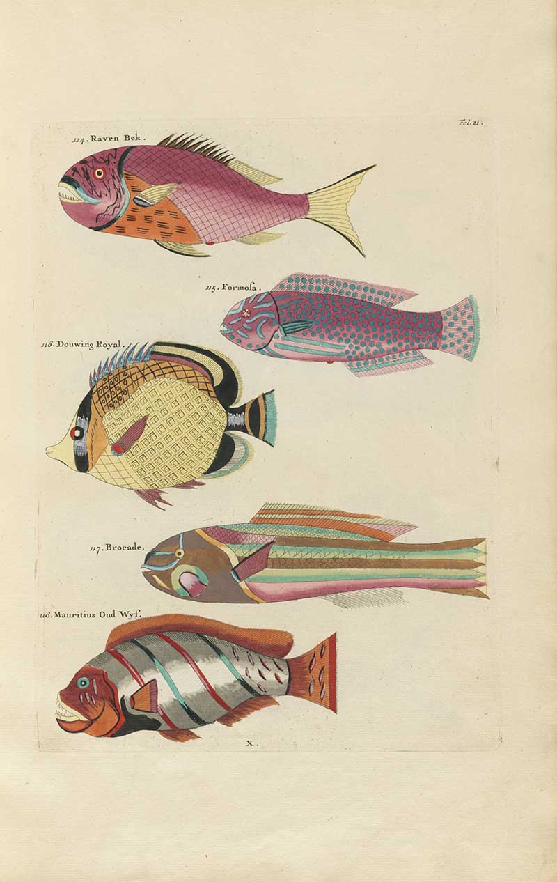 Colorful wrasse and angelfish with pink, orange, yellow, and striped markings on a Louis Renard rainbow fish antique sea life illustration vintage natural history print