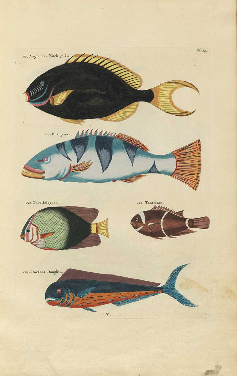 Black, blue-striped, green, brown, and orange tropical fish on a Louis Renard rainbow fish antique sea life illustration vintage natural history print