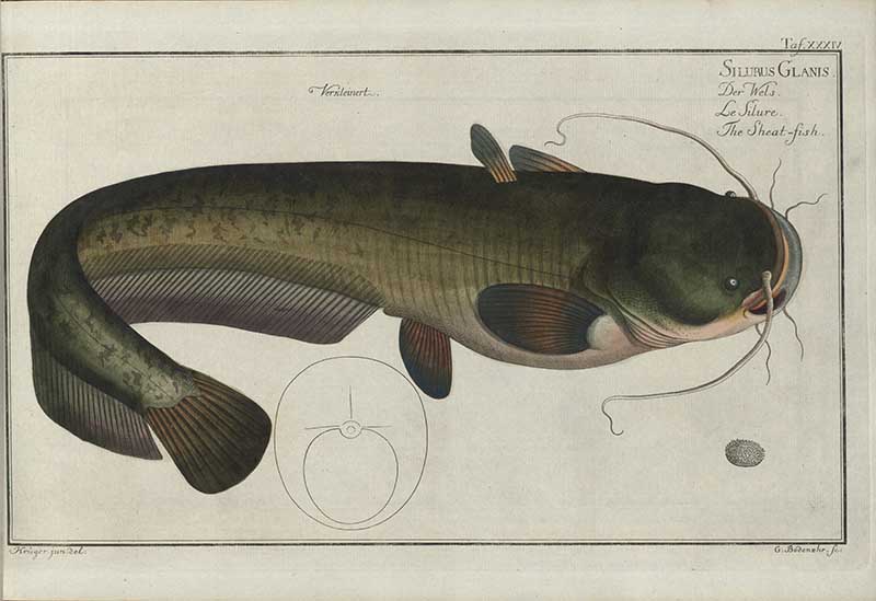 Vintage Marcus Bloch natural history fish print of Wels Catfish, a detailed illustrated plate from a classic ichthyology work