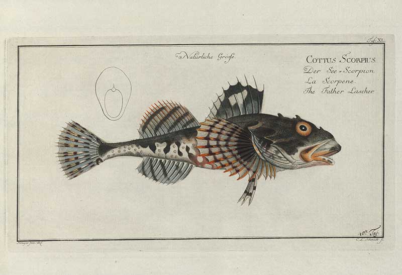 Vintage Marcus Bloch natural history fish print of Father Lasher, a detailed illustrated plate from a classic ichthyology work