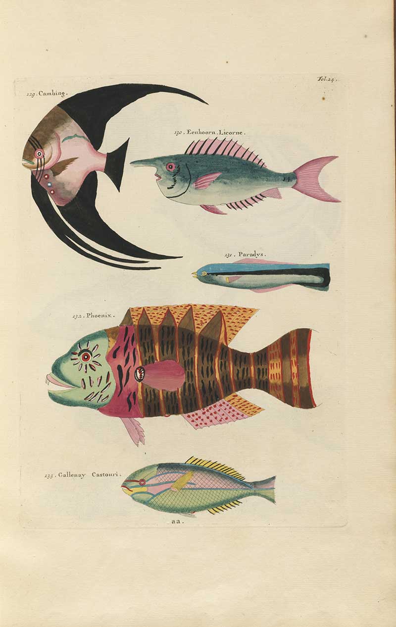 Long-tailed angelfish, pink striped fish, and other colorful tropical fish on a Louis Renard rainbow fish antique sea life illustration vintage natural history print