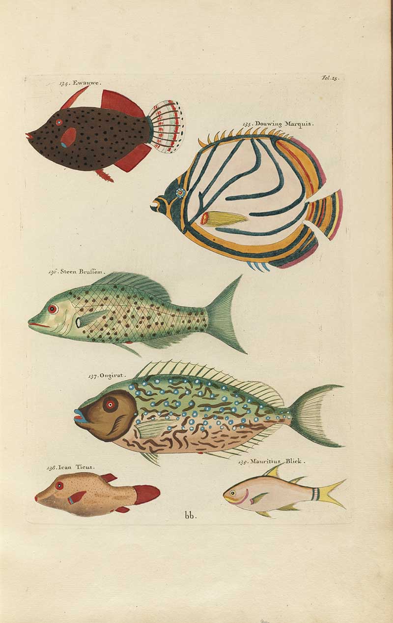 Round striped butterflyfish, black spotted fish, green speckled fish, and smaller sea fish on a Louis Renard rainbow fish antique sea life illustration vintage natural history print