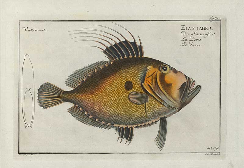 Vintage Marcus Bloch natural history fish print of the Doree, a detailed illustrated plate from a classic ichthyology work