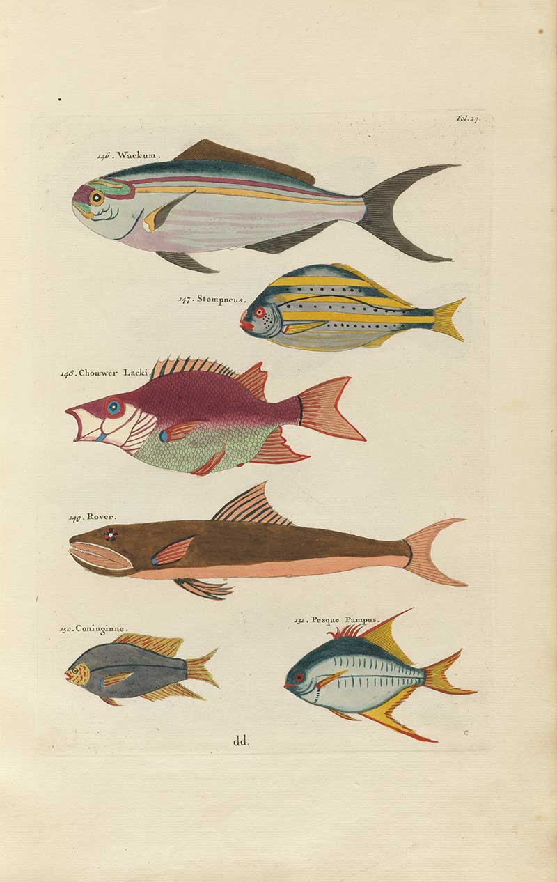 Six fish including silver, yellow striped, red, brown, and blue tropical species on a Louis Renard rainbow fish antique sea life illustration vintage natural history print