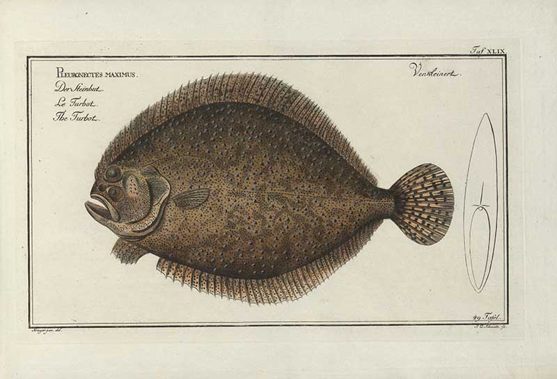 Vintage Marcus Bloch natural history fish print of Turbot, a detailed illustrated plate from a classic ichthyology work