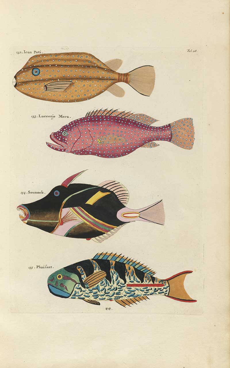 Four large fish in tan, purple, black, and blue patterned colors on a Louis Renard rainbow fish antique sea life illustration vintage natural history print