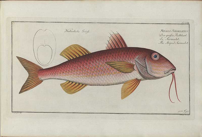 Vintage Marcus Bloch natural history fish print of Striped Red Mullet, a detailed illustrated plate from a classic ichthyology work