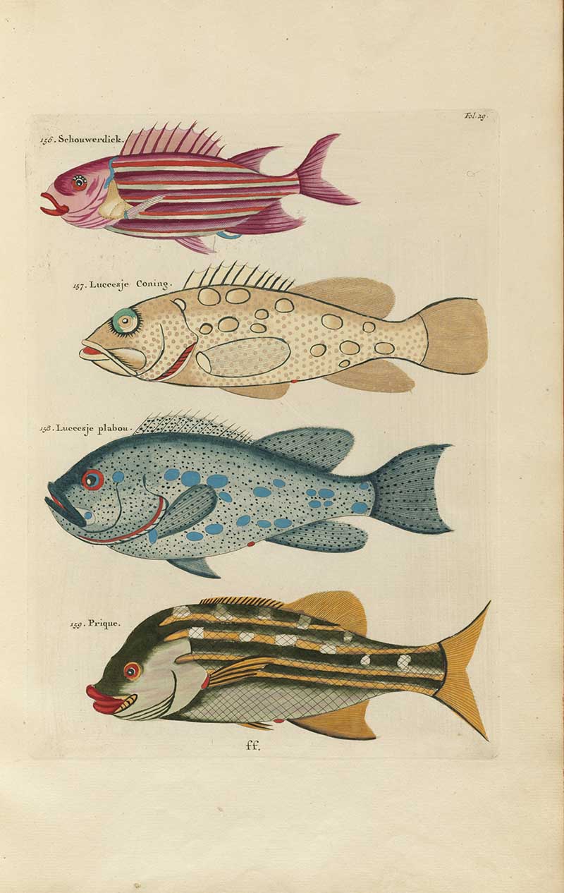Four fish including magenta striped, spotted beige, blue spotted, and green striped species on a Louis Renard rainbow fish antique sea life illustration vintage natural history print