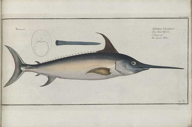 Vintage Marcus Bloch natural history fish print of Swordfish, a detailed illustrated plate from a classic ichthyology work