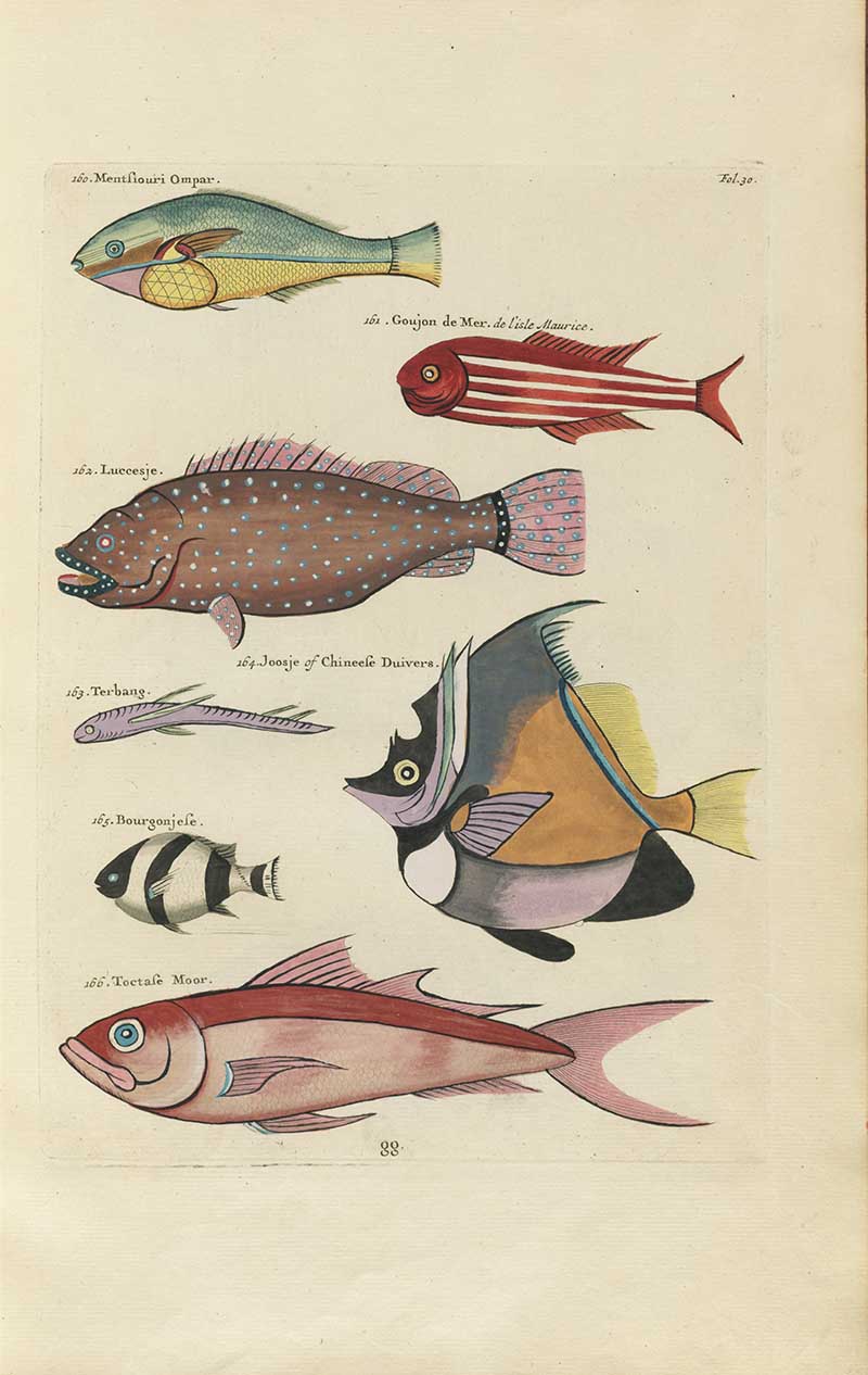 Assorted fish including red striped, brown spotted, angelfish, and pink species on a Louis Renard rainbow fish antique sea life illustration vintage natural history print