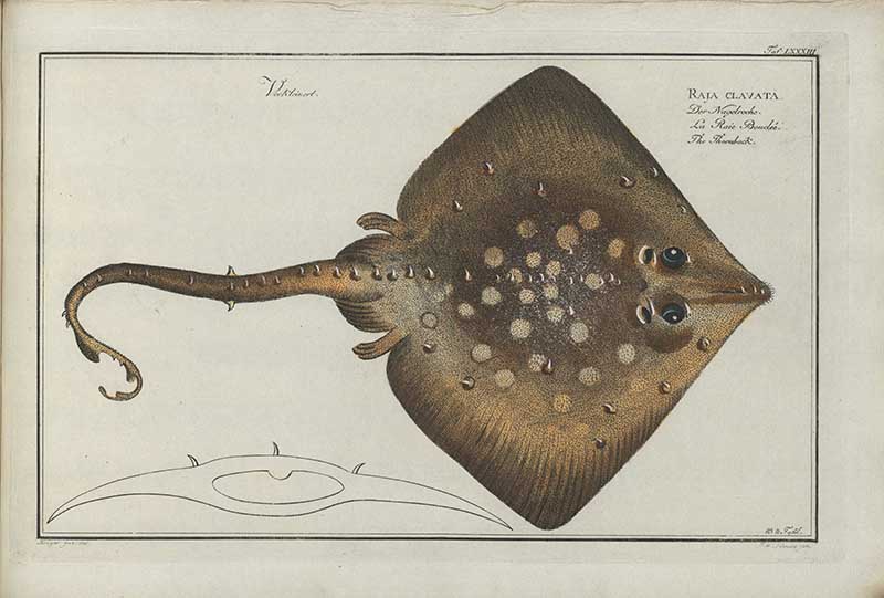 Vintage Marcus Bloch natural history fish print of Thornback, a detailed illustrated plate from a classic ichthyology work