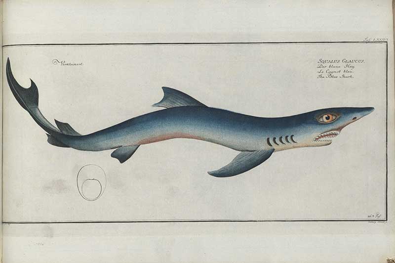 Vintage Marcus Bloch natural history fish print of Blue Shark, a detailed illustrated plate from a classic ichthyology work