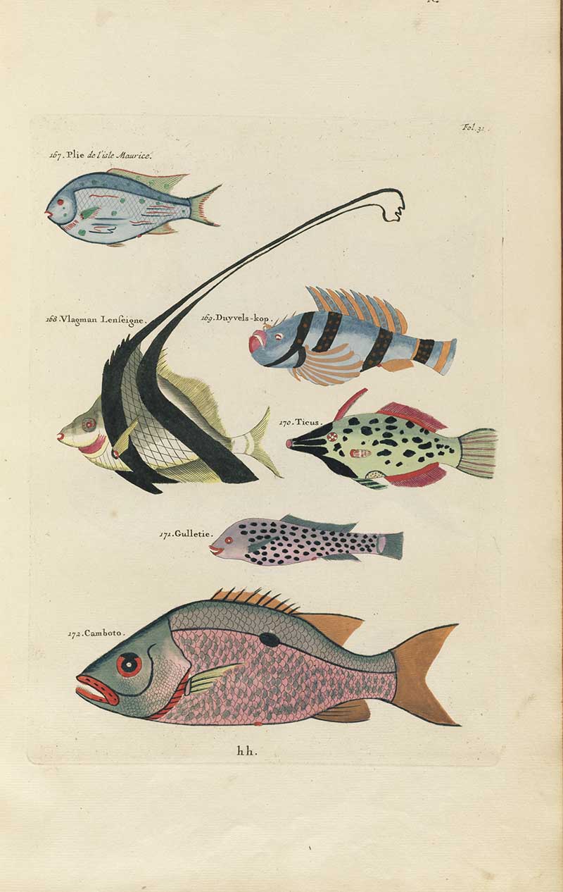 Long-tailed black and white angelfish, spotted fish, and pink scaled fish on a Louis Renard rainbow fish antique sea life illustration vintage natural history print