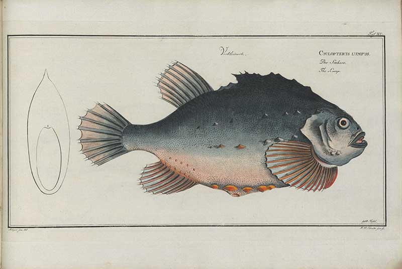 Vintage Marcus Bloch natural history fish print of Lumpfish, a detailed illustrated plate from a classic ichthyology work