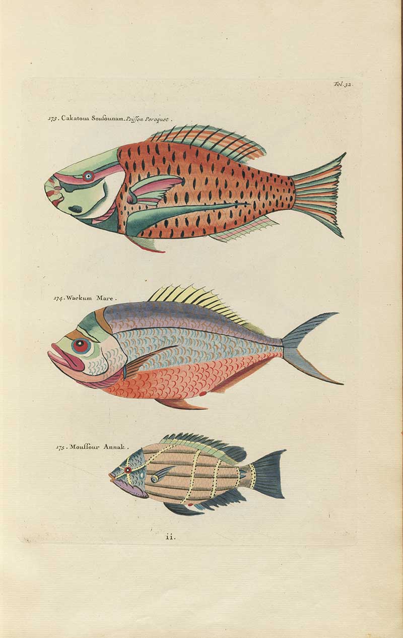 Three colorful fish with red, pink, silver, and striped markings on a Louis Renard rainbow fish antique sea life illustration vintage natural history print