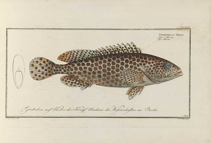Vintage Marcus Bloch natural history fish print of Honeycomb Grouper, a detailed illustrated plate from a classic ichthyology work