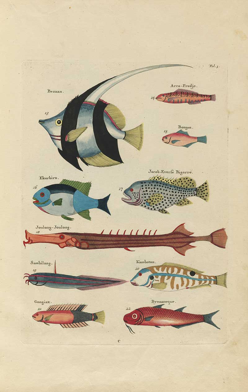 Angelfish, spotted fish, long needlefish, and small red and blue tropical fish on a Louis Renard rainbow fish antique sea life illustration vintage natural history print