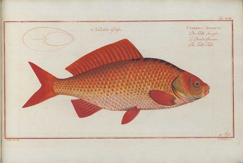 Vintage Marcus Bloch natural history fish print of Goldfish, a detailed illustrated plate from a classic ichthyology work