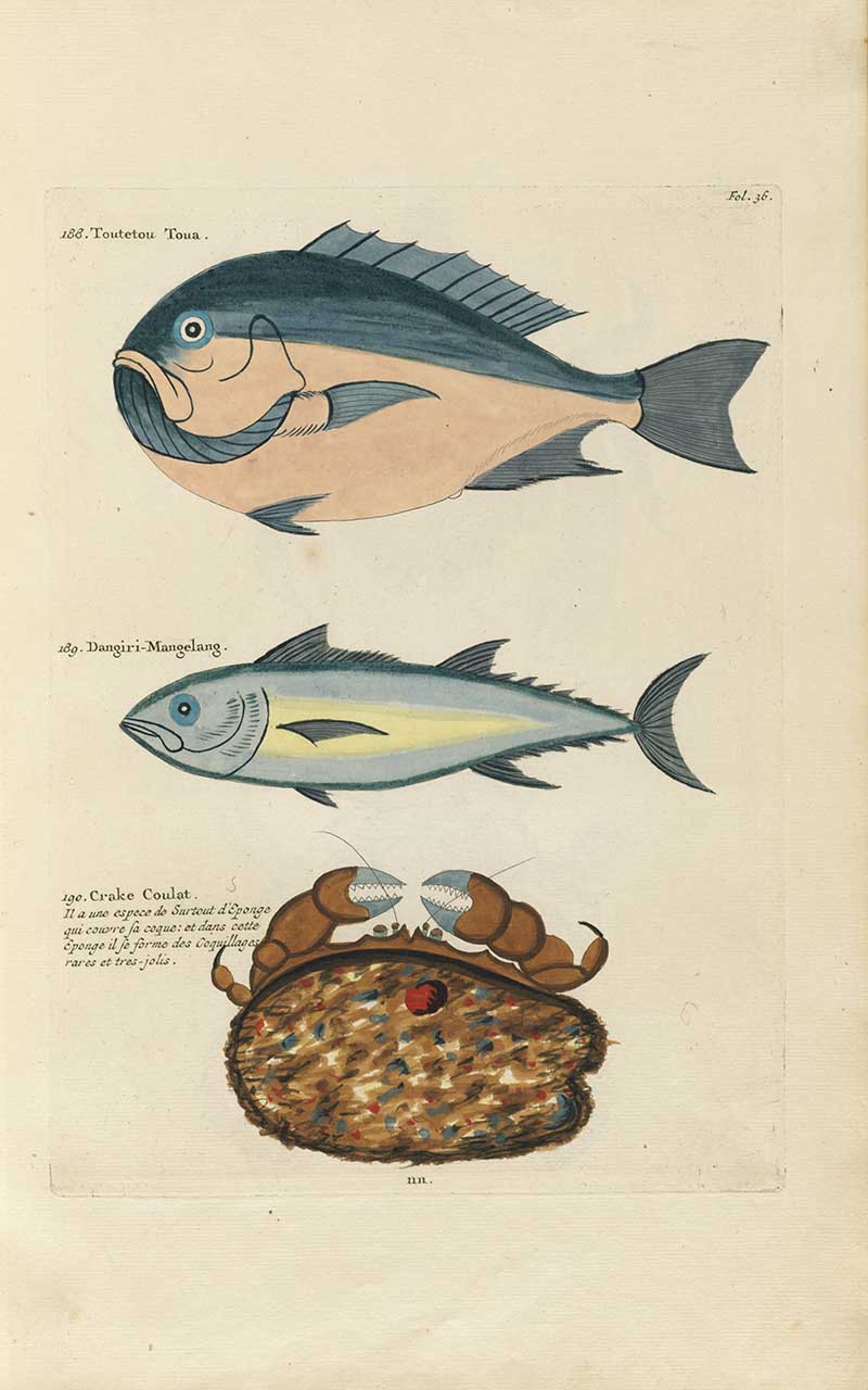 Two blue fish above a patterned crab with shell-like body on a Louis Renard rainbow fish antique sea life illustration vintage natural history print