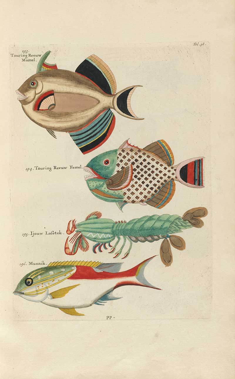Four sea creatures including a colorful fish, lattice-patterned fish, green crustacean, and long red-tailed fish on a Louis Renard rainbow fish antique sea life illustration vintage natural history print