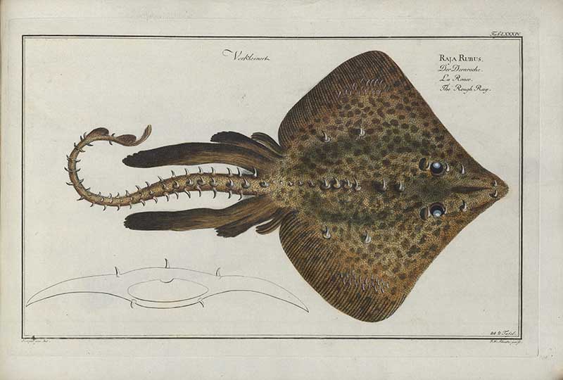 Vintage Marcus Bloch natural history fish print of the Rough Ray, a detailed illustrated plate from a classic ichthyology work